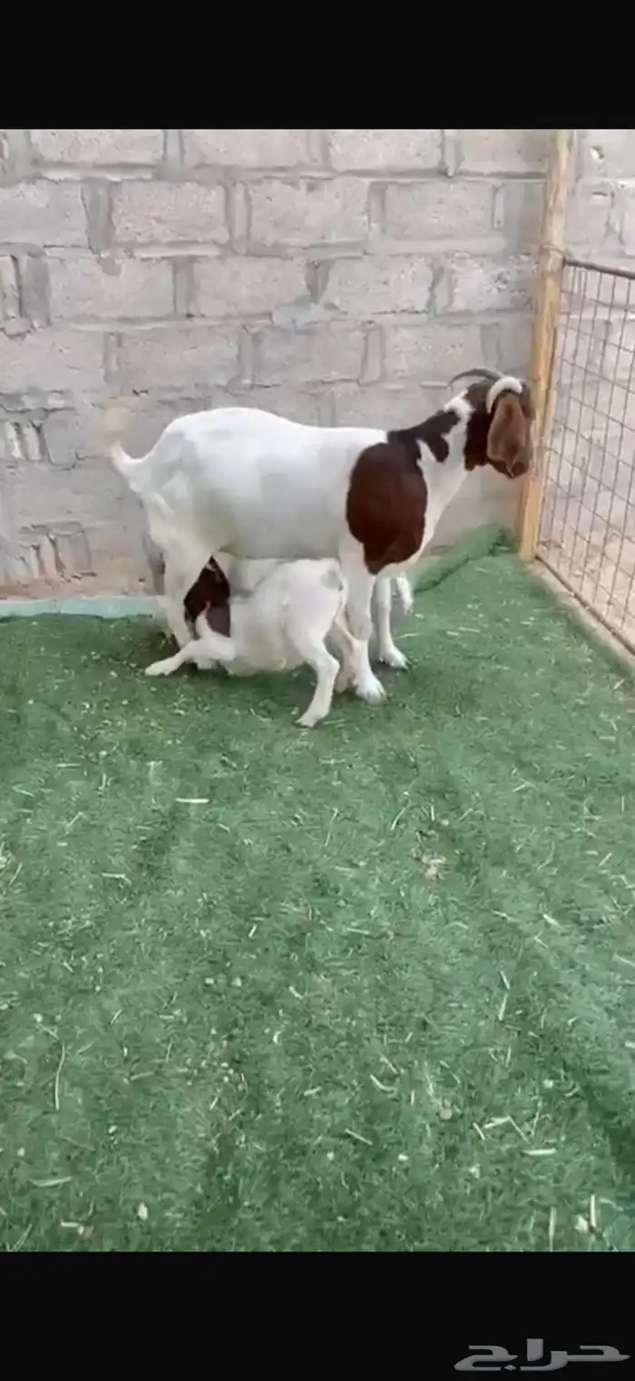 عنز بورقوت تحتها تيس وجفره 1