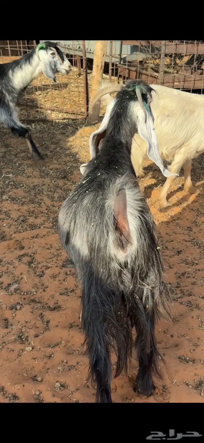 21 معزا مراح مضاريع ودفيع شرط على الكشف بالمجمعة 2