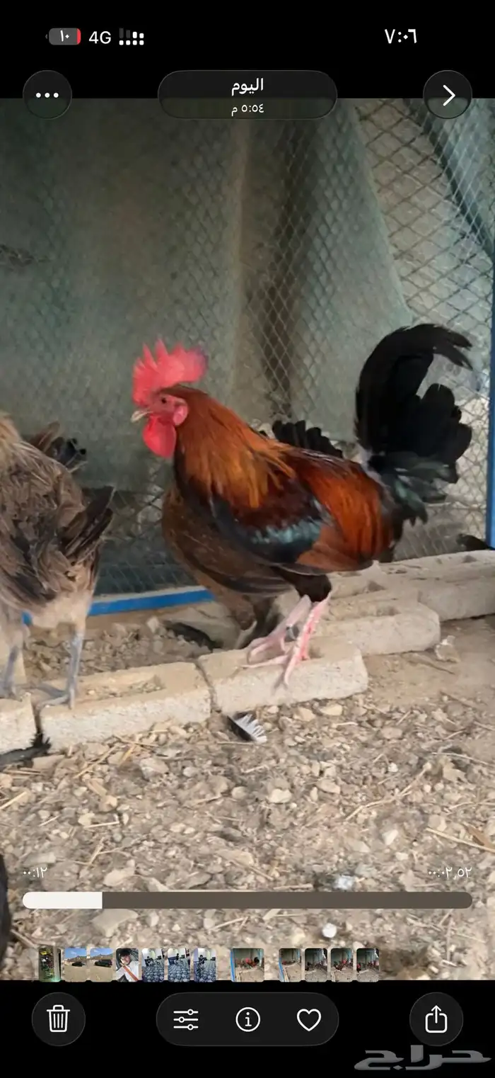 دجاج عربي 2