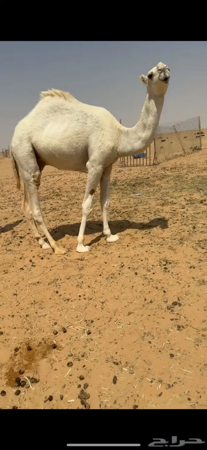 قعود علا جميع الشروط 2