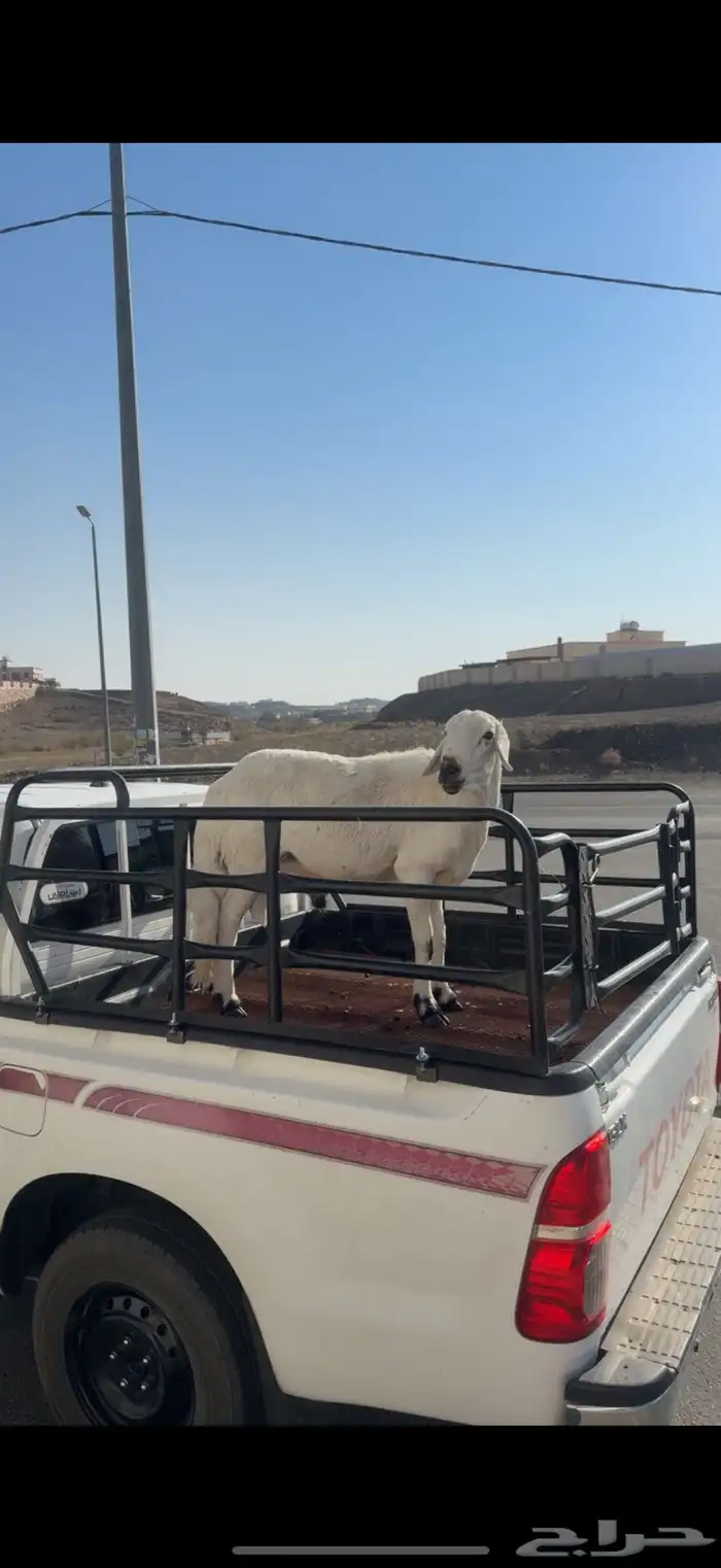 فحل السن رباع مشرووط اظراب ومالطيه 0