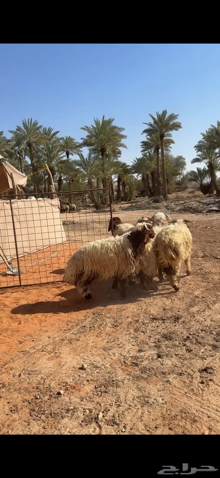 ذبايح طيبه 2