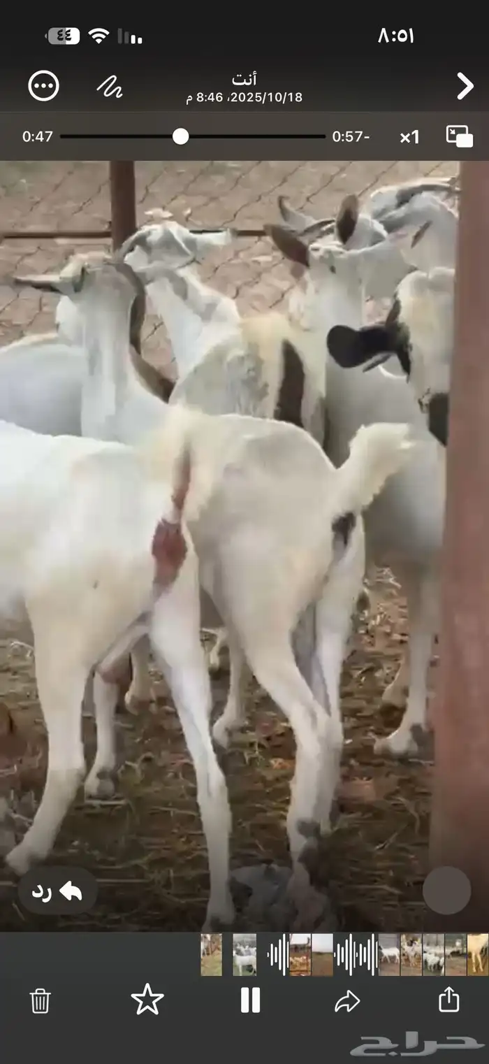 ماعز جرم ومد دفيع 3