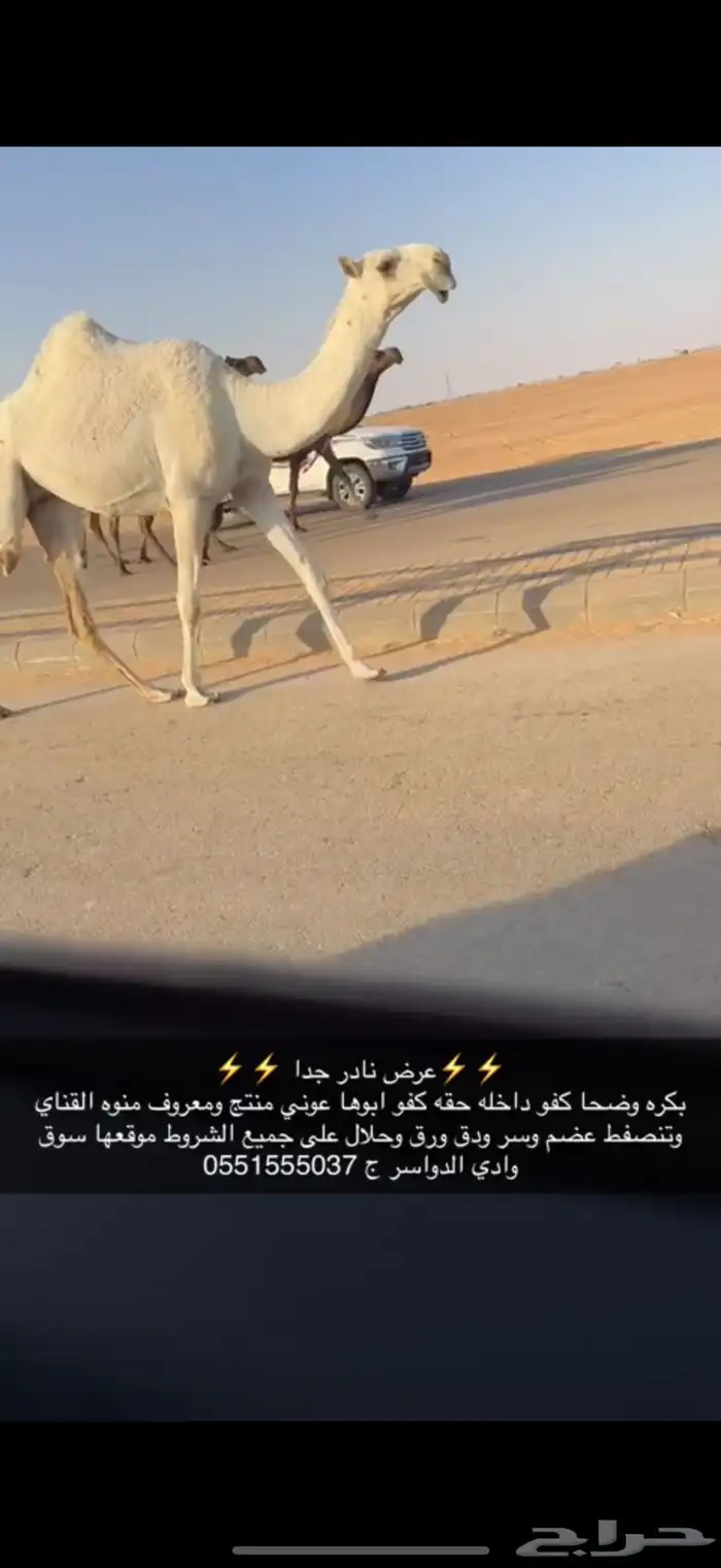 بكره كفو حقه 0