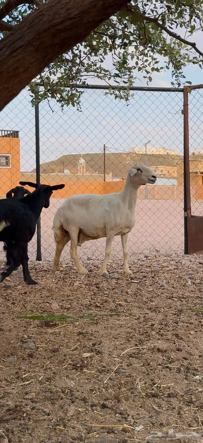 شاه حايل 2