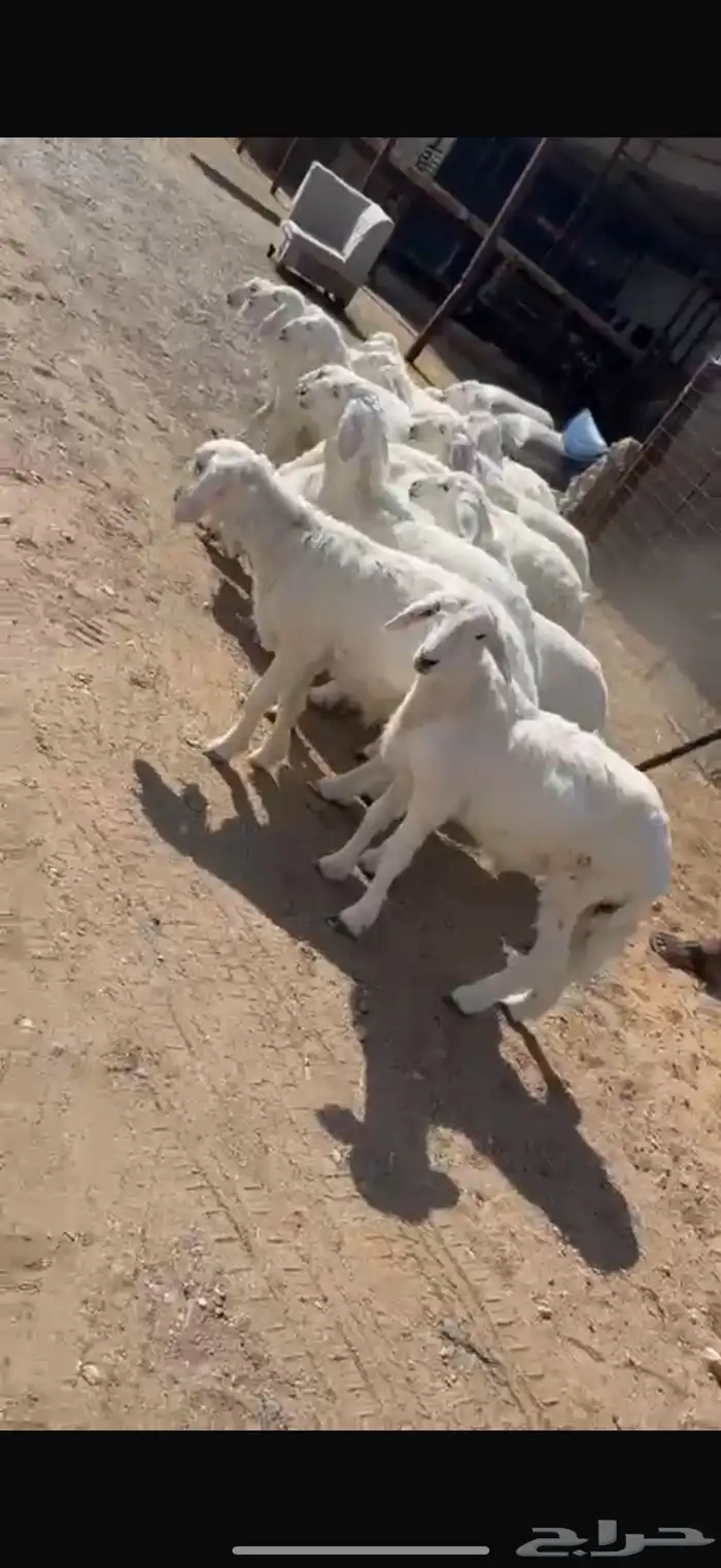 بهم حري طليان و ارخال للبيع 1