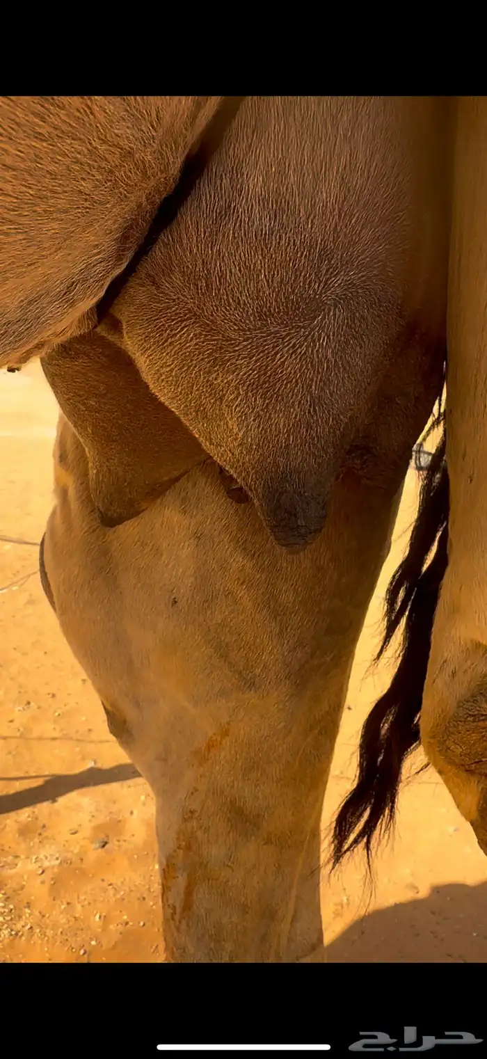 عشرا شقحى كفو 3