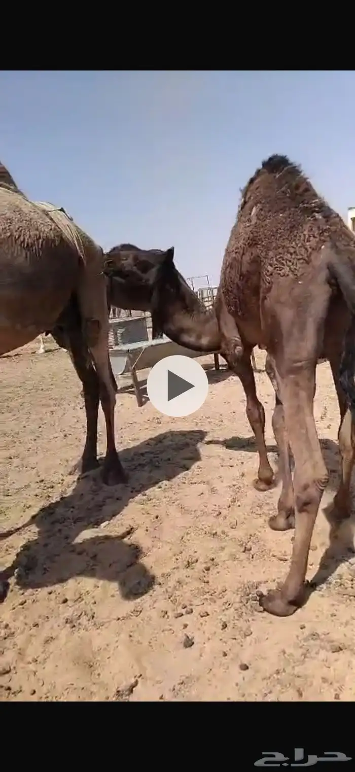 قعود وبكرة طيبة 0