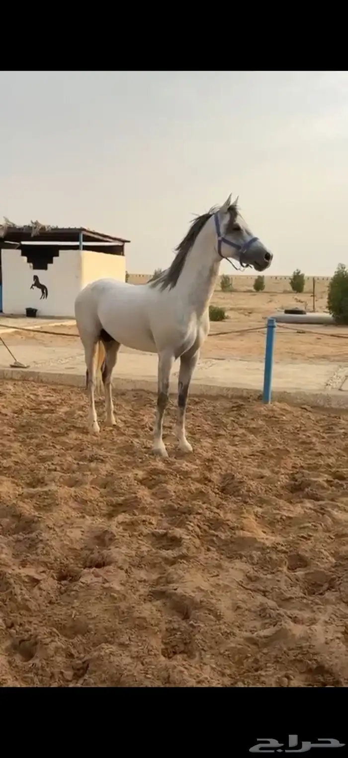 حصان شعبي 2