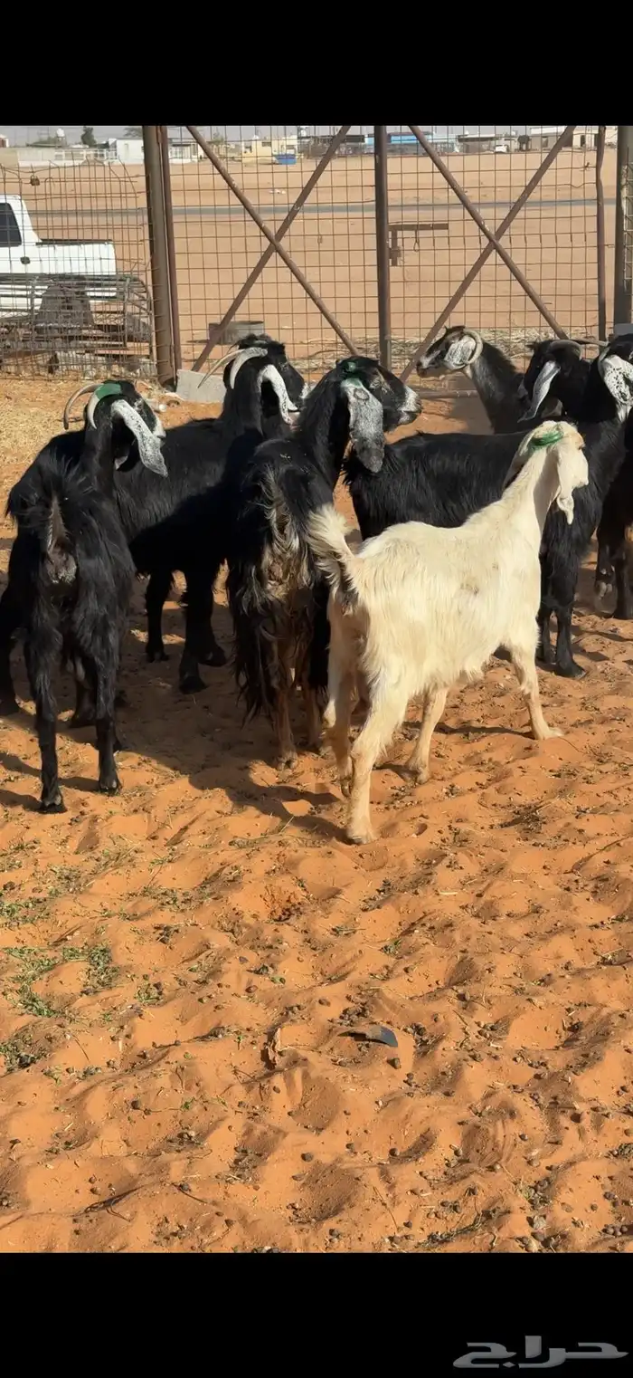 21 معزا مراح مضاريع ودفيع شرط على الكشف بالمجمعة 5