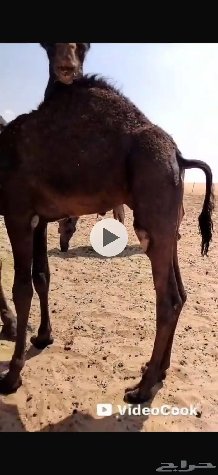قعود وبكرة طيبة 2