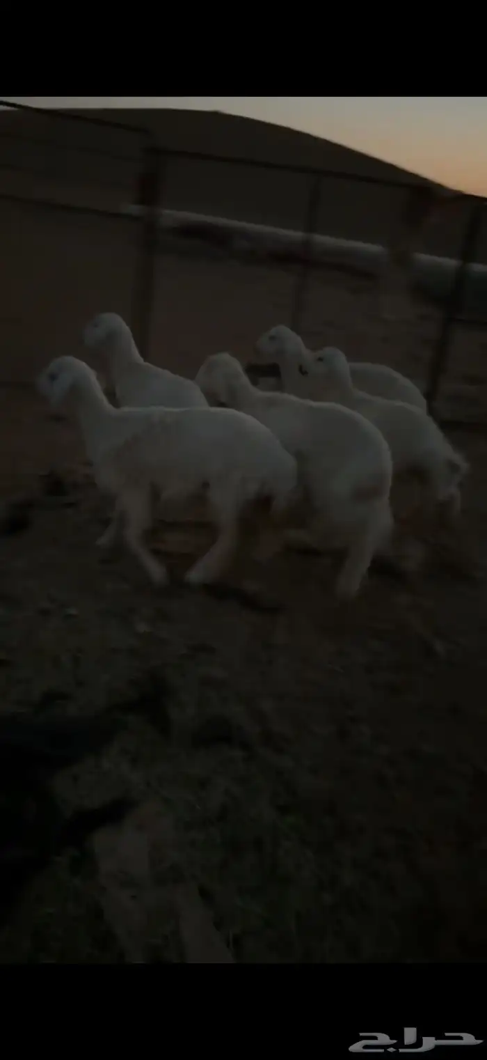 طليان حريات 1