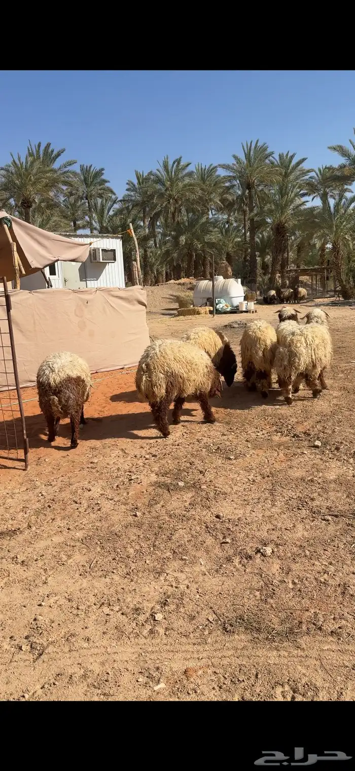 ذبايح طيبه 1