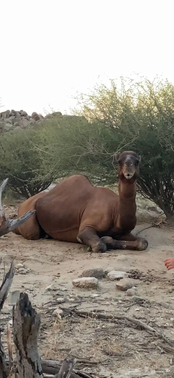 بعير ساحلي احمر دم 0