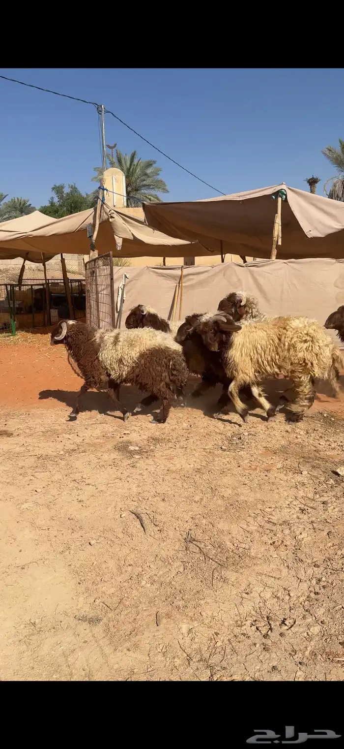 ذبايح طيبه 0