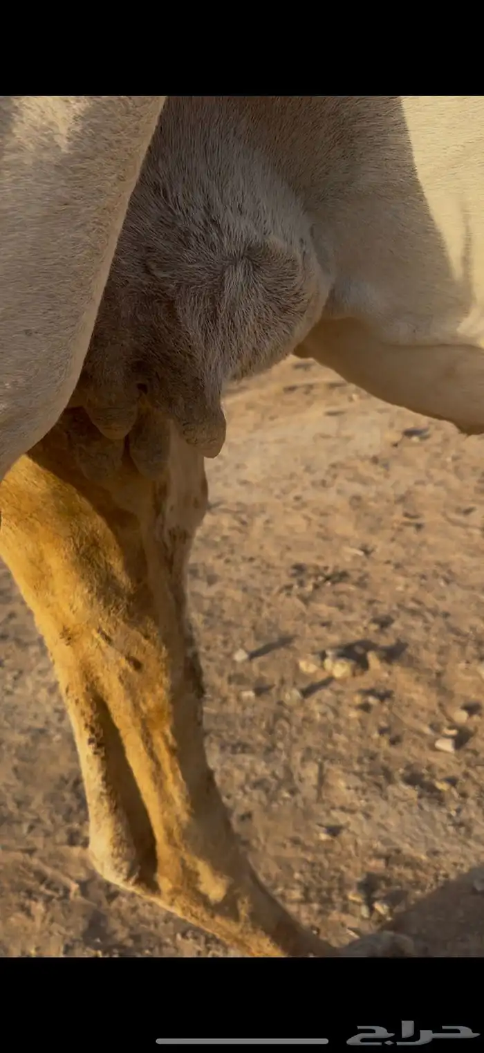 للبيع القحه ملاقي وضحاء 3