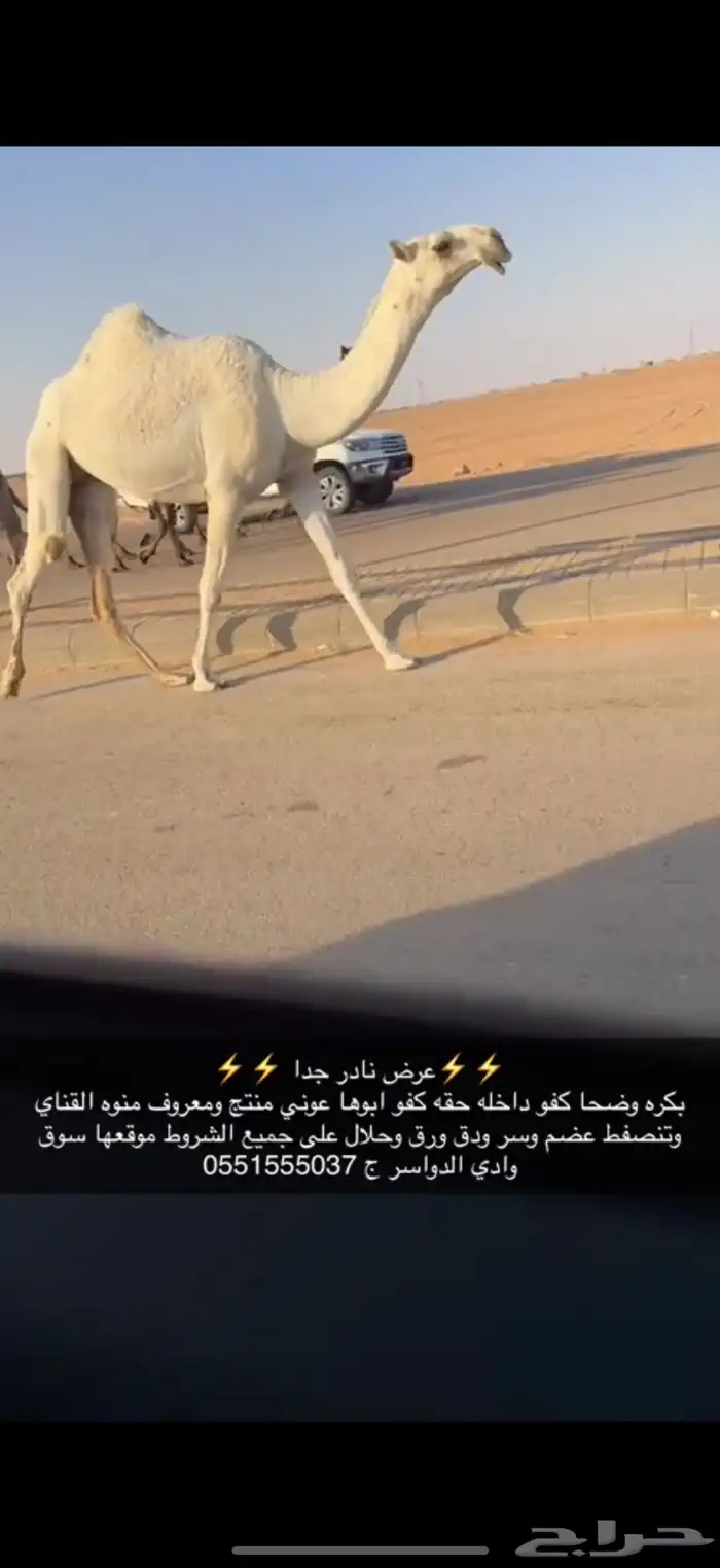 بكره كفو حقه 3