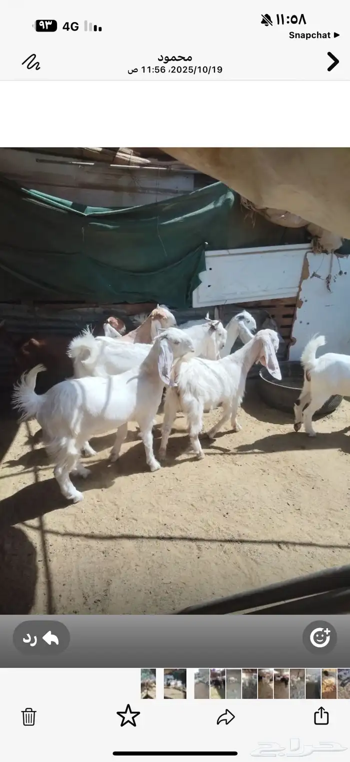 جفرات مقاني 0