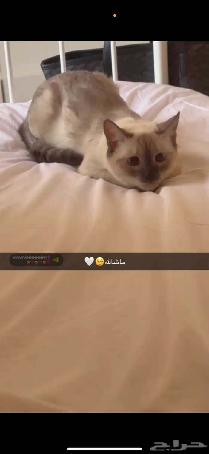 قطه انثى للتزاوج 0