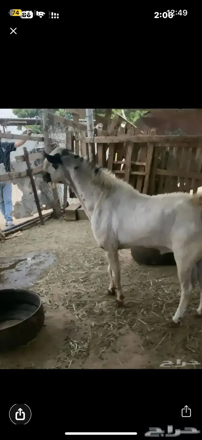 مشروع فحل بيشي صنف الصنف 6