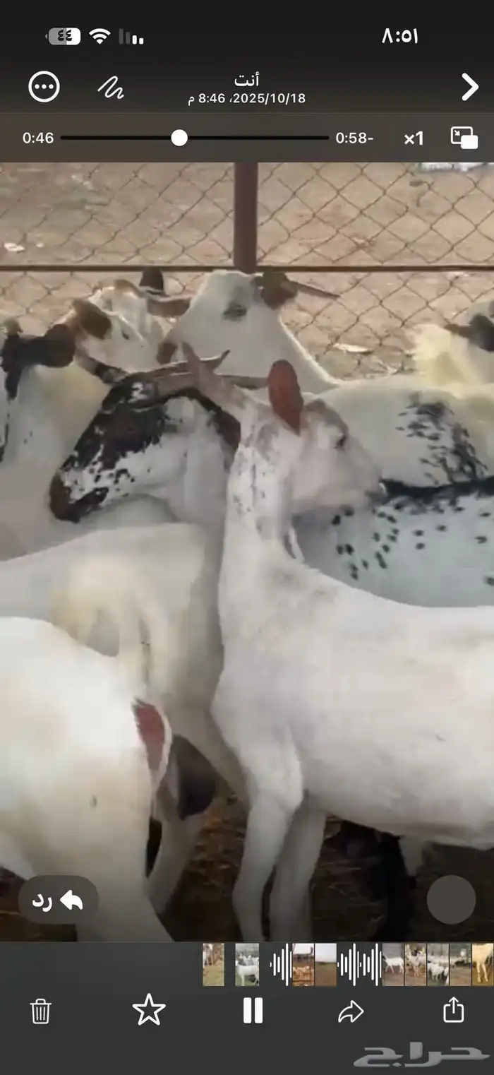 ماعز جرم ومد دفيع 2
