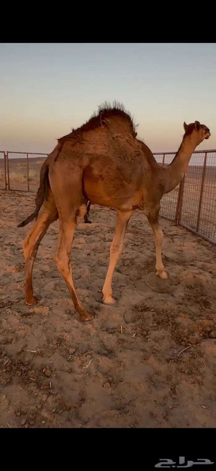 قعود حليب تايه 1