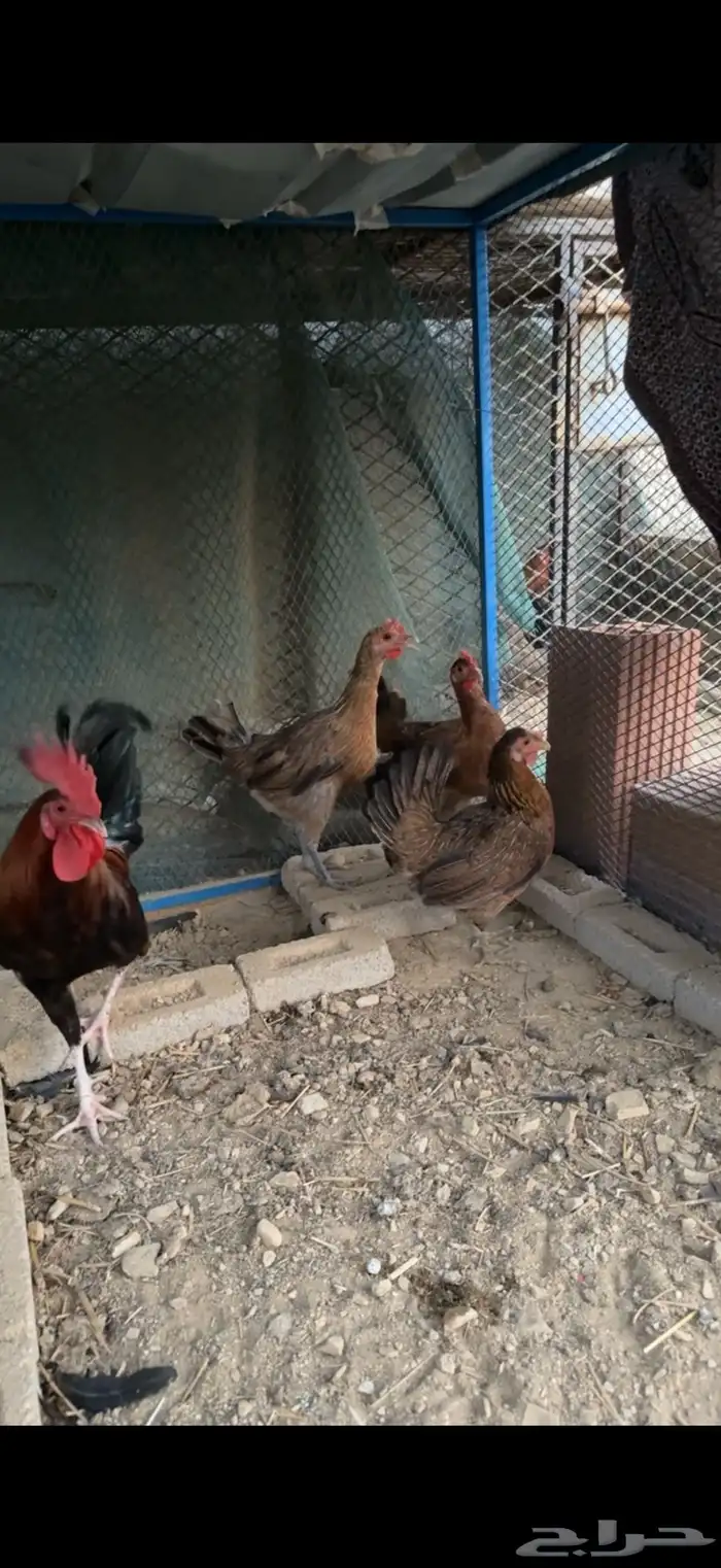 دجاج عربي 1