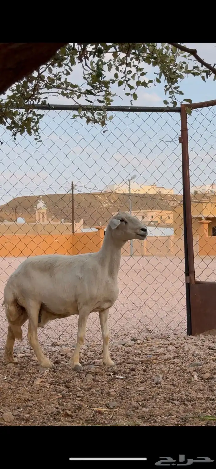 شاه حايل 1