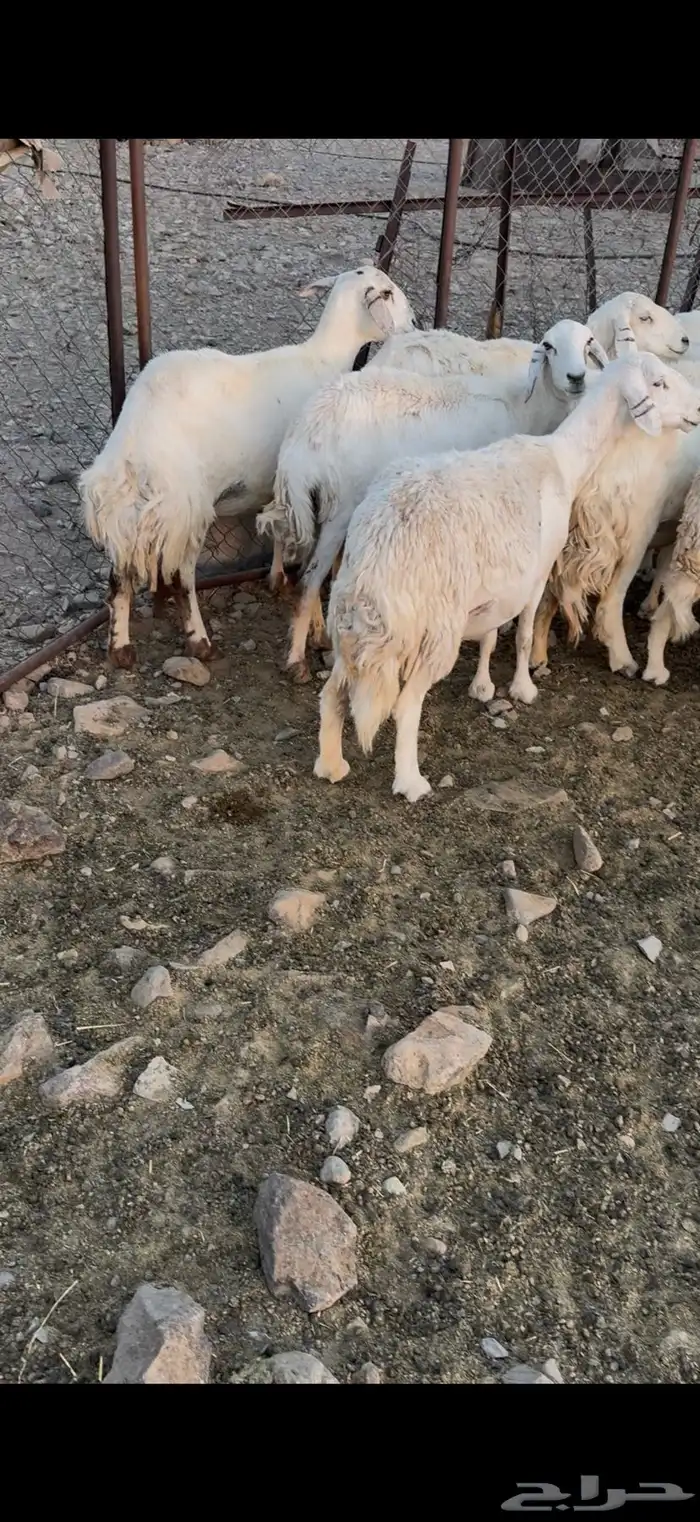ضان حرش مراح واحد 0