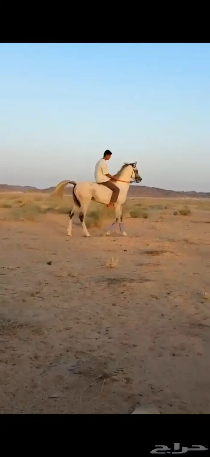 حصان شعبي 1