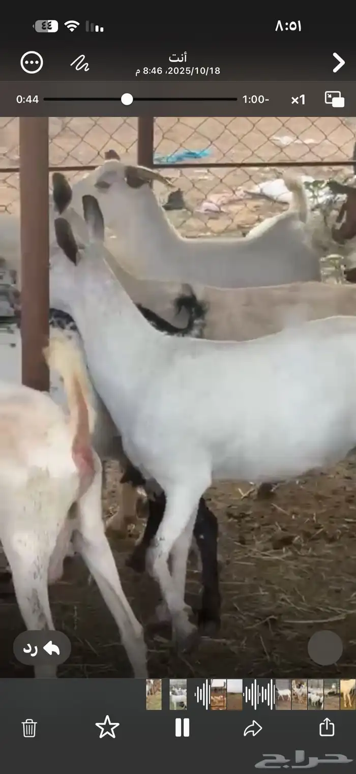 ماعز جرم ومد دفيع 4