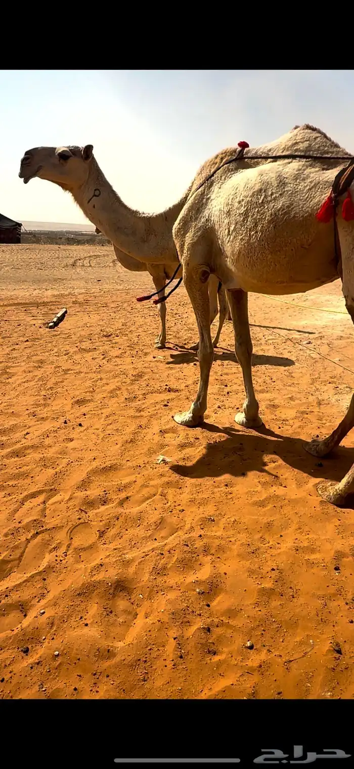 عشرا شقحى كفو 2