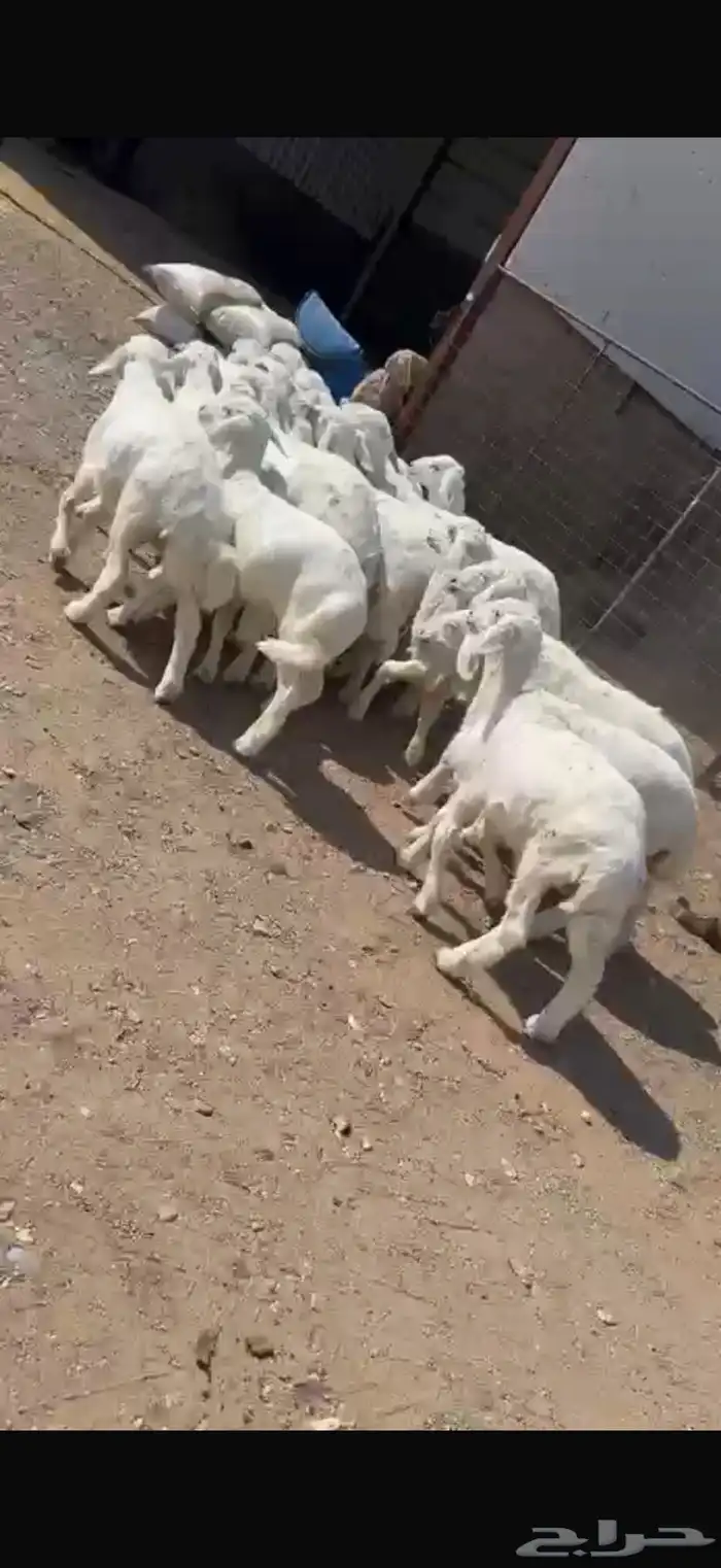 بهم حري طليان و ارخال للبيع 2
