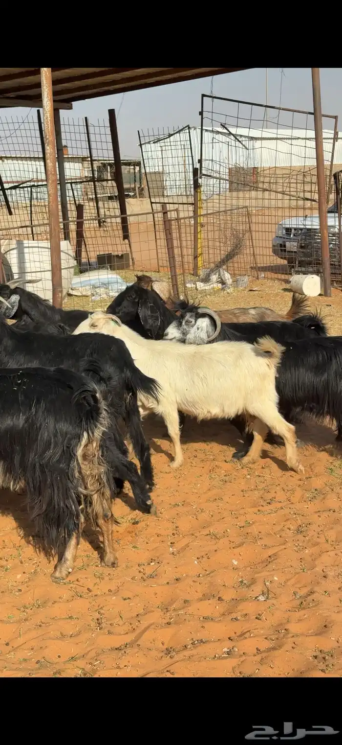 21 معزا مراح مضاريع ودفيع شرط على الكشف بالمجمعة 4