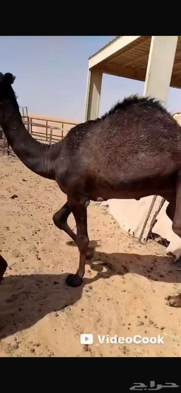 قعود وبكرة طيبة 1