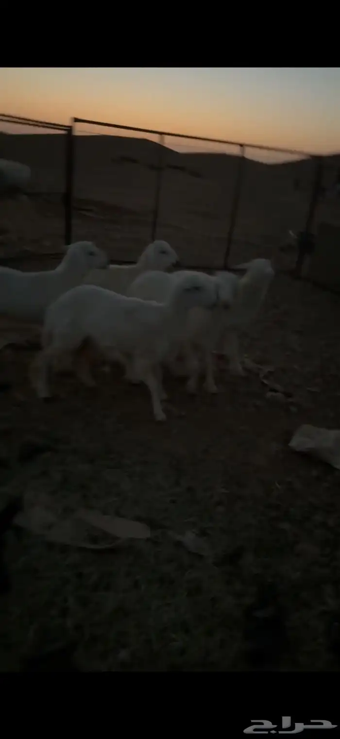 طليان حريات 2
