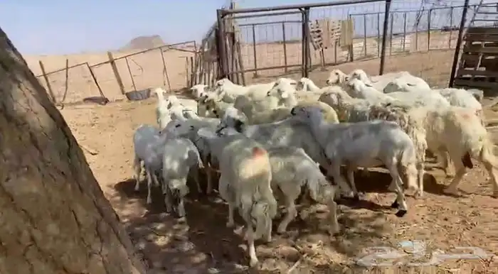 غنم للبيع حريه 1
