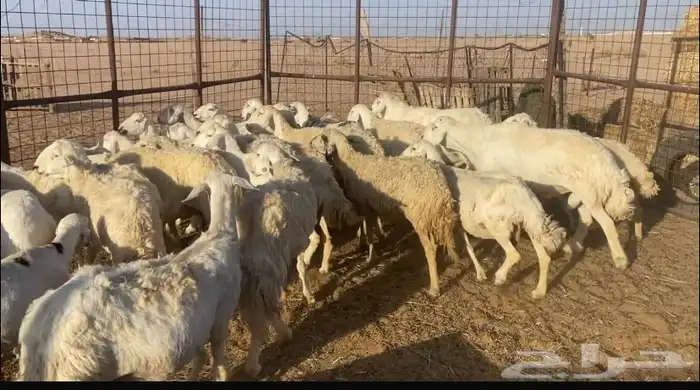 غنم للبيع حريه 0