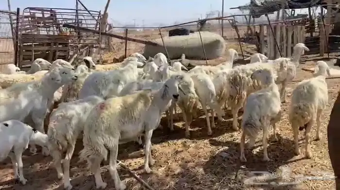 غنم للبيع حريه 2