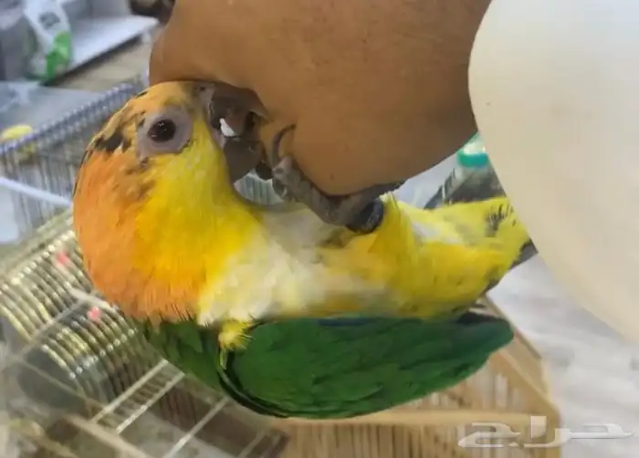 للبيع ببغاء كايك وايد بلي 1