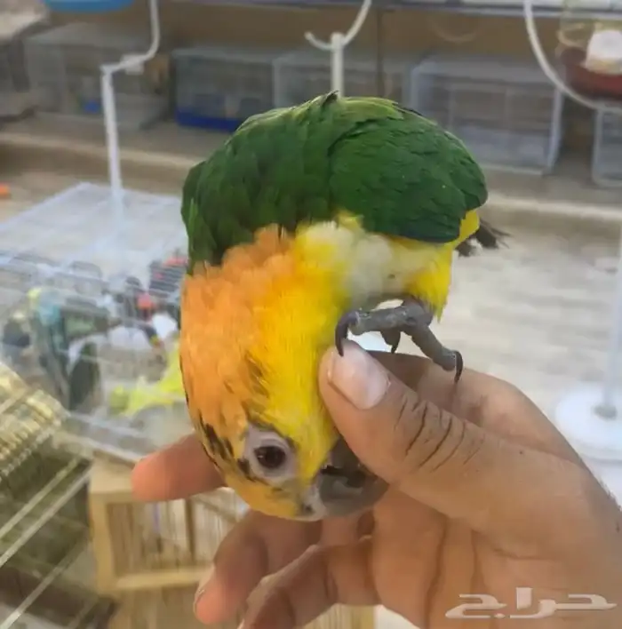 للبيع ببغاء كايك وايد بلي 3
