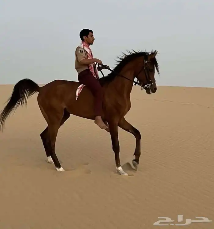 سلام عليكم اعرض لكم حصان شعبي شيخ 4