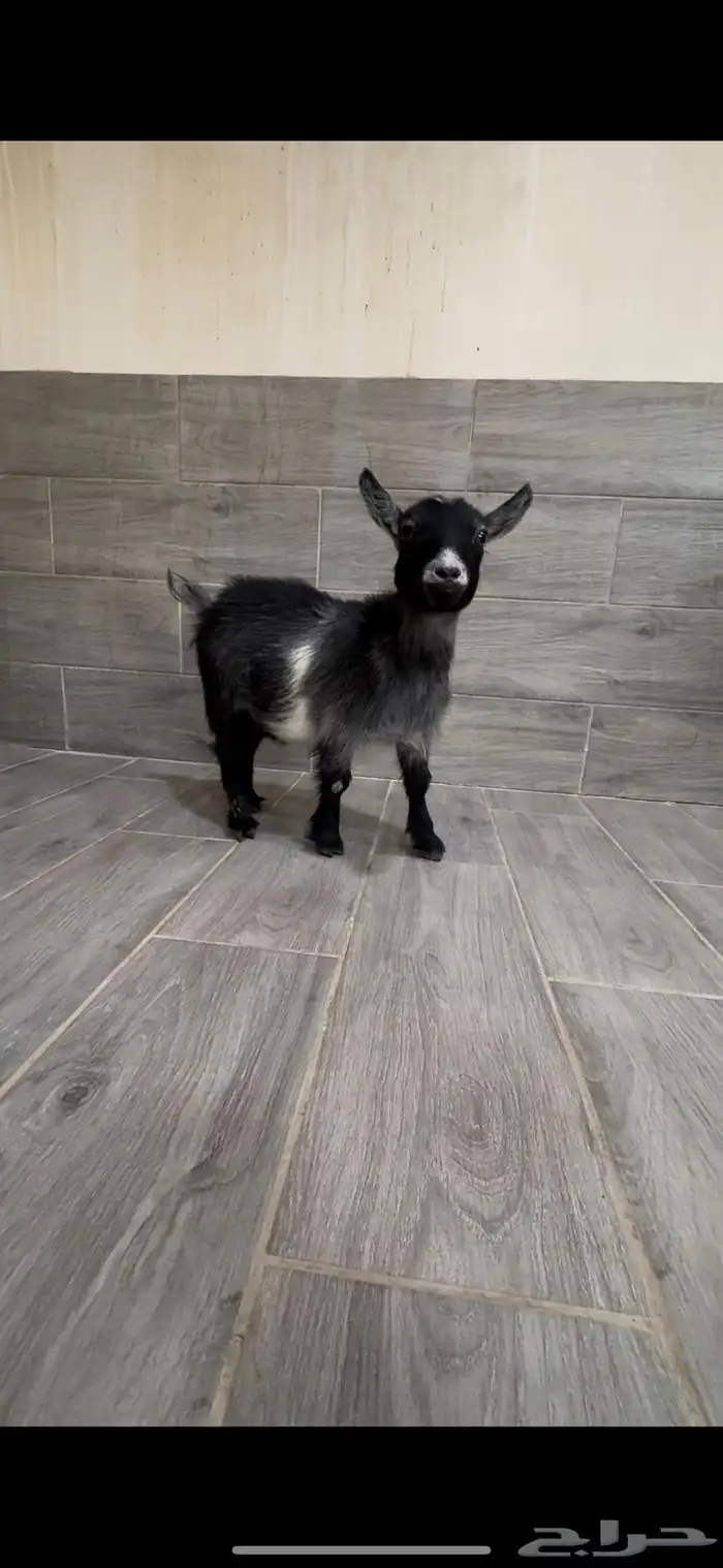 للبيع انثى ماعز قزم أمريكي مستوى توب 0