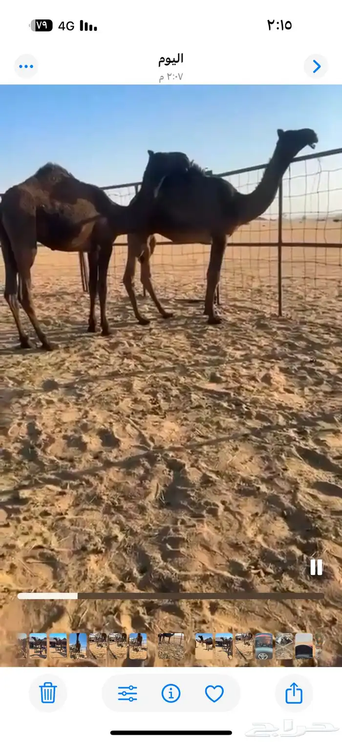 ابل مجاهيم تسع لقحت وخلفها حدره قعود وثنتين ظرايب وخمس حشوا 1