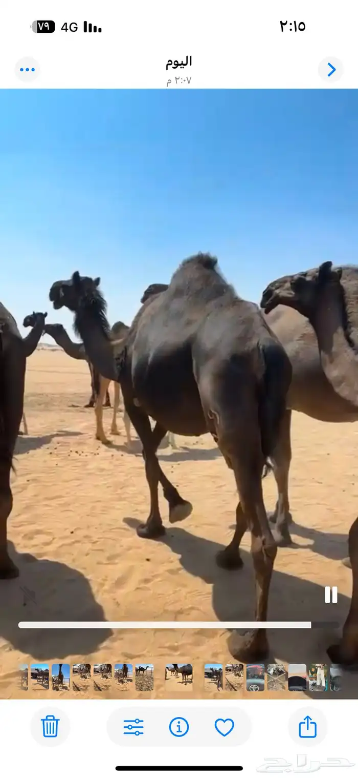 ابل مجاهيم تسع لقحت وخلفها حدره قعود وثنتين ظرايب وخمس حشوا 3