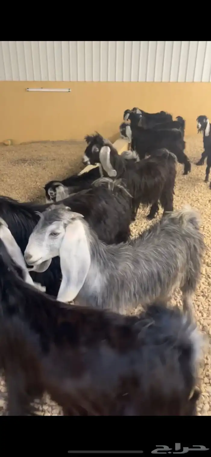 تيوس وجفار مندي ( تم البيع ) 1