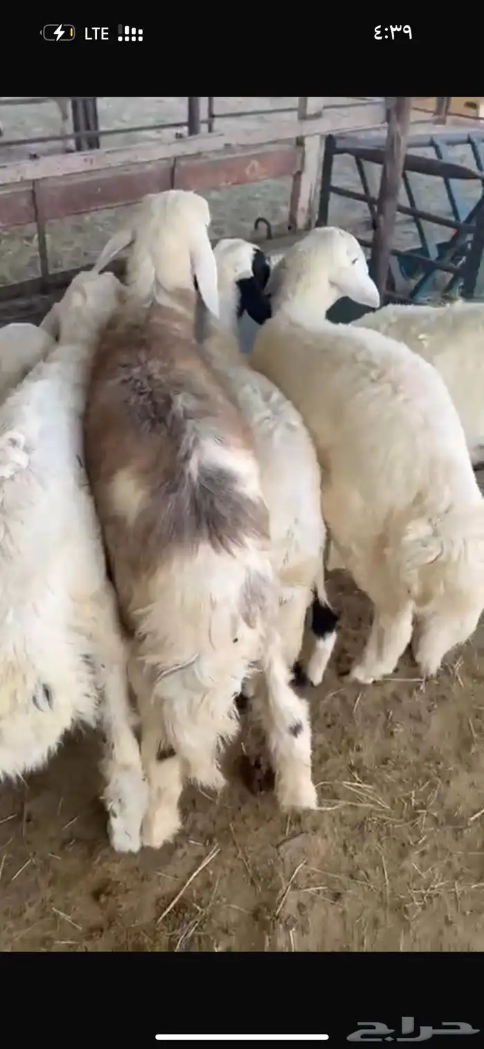 طليان طيبه 0