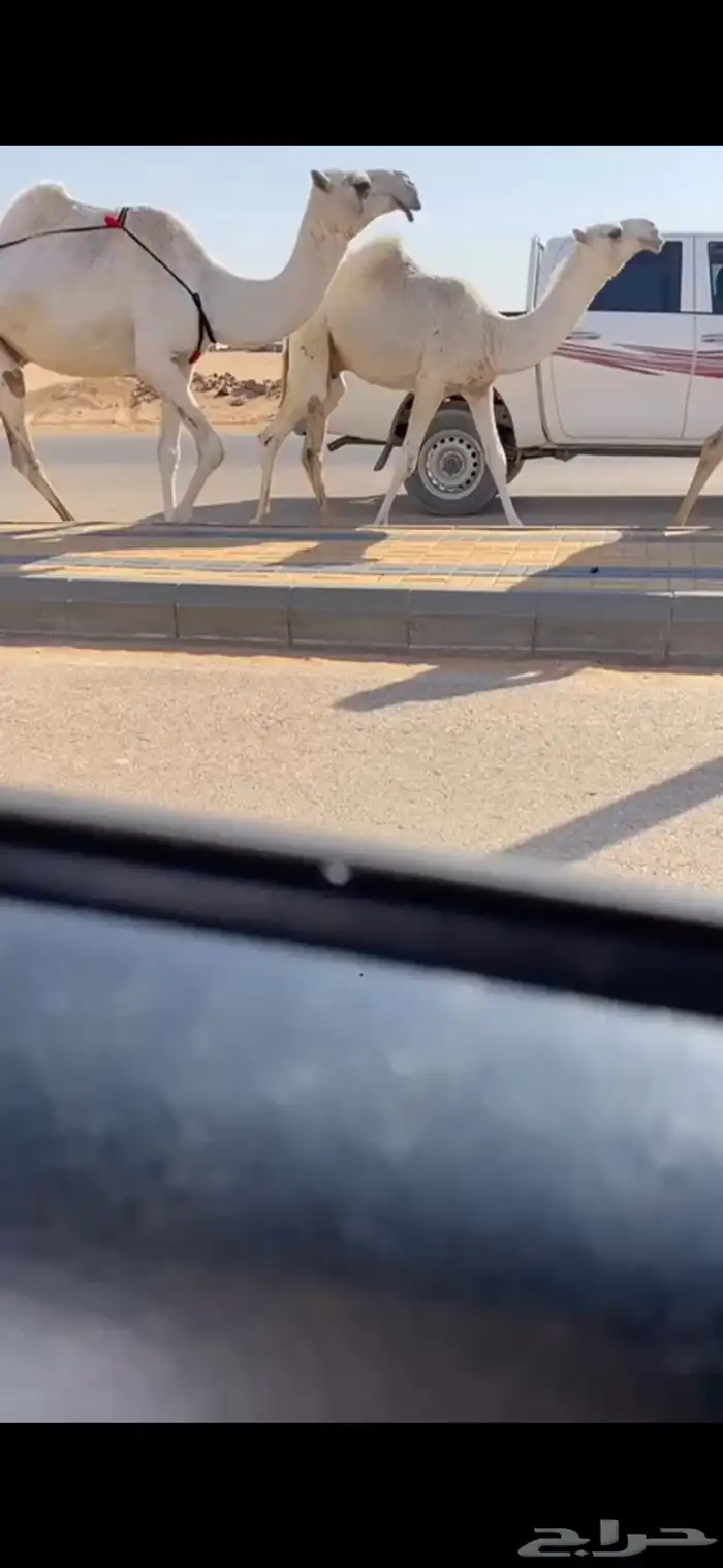 عشرا وضحا رمانيه كفو تحتها قعود فردي 2