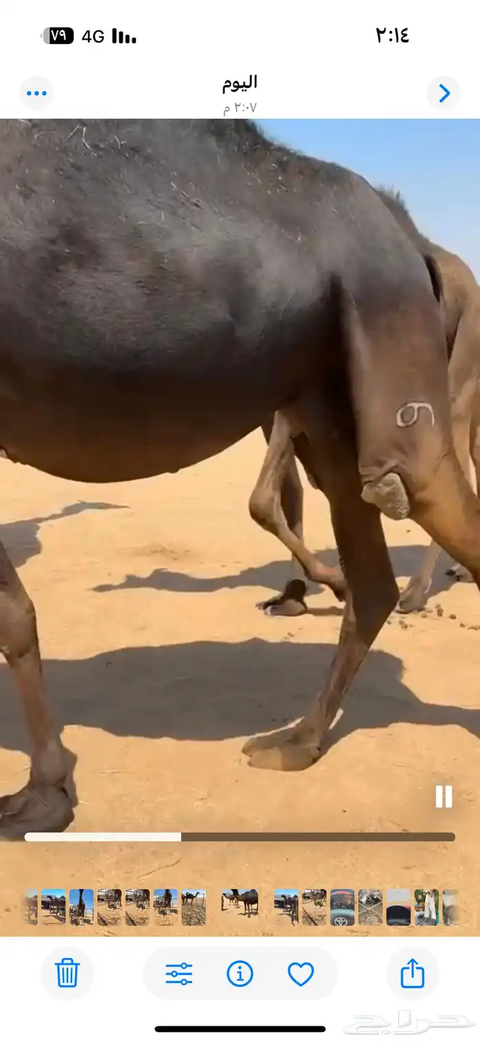 ابل مجاهيم تسع لقحت وخلفها حدره قعود وثنتين ظرايب وخمس حشوا 4