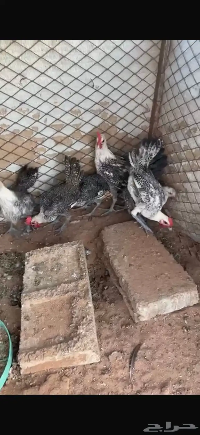 للبيع حمام زوج رقاصي معه فرخين كبار وزوج بلجيكي مع فرخ كبير 11